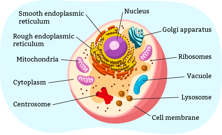 science_animal-cell